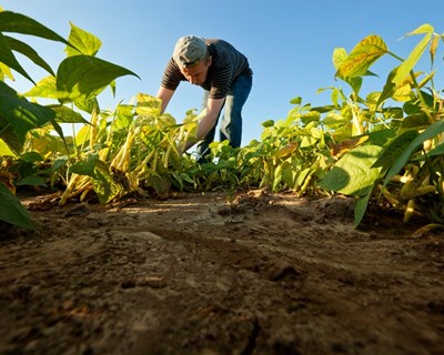 Governo dos Açores implementa novo regime jurídico da Reserva Agrícola Regional