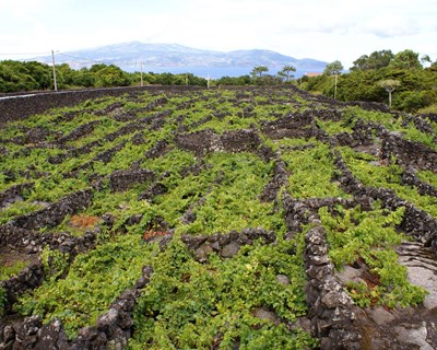 Governo dos Açores quer melhorar caminhos agrícola e rurais na ilha do Pico