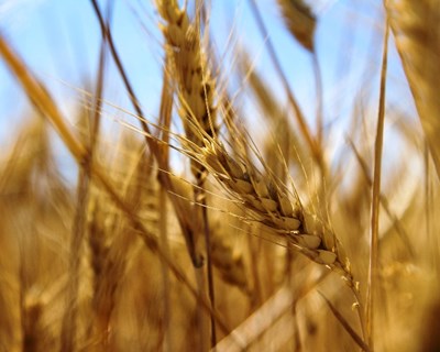 Governo e produtores querem aproveitar nova PAC para recuperar produção de cereais
