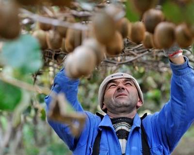 Governo prolonga prazo para pedidos de ajuda à agricultura