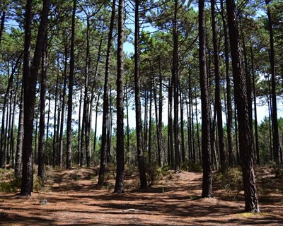 Governo vai apresentar primeira avaliação do estado do ordenamento do território