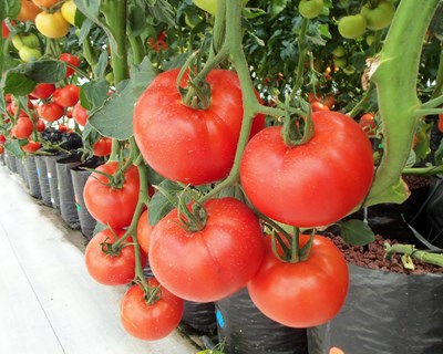 Grupo Operacional Hortinf realiza ação de demonstração da estratégia de controlo do rabo-de-raposa na cultura de tomate