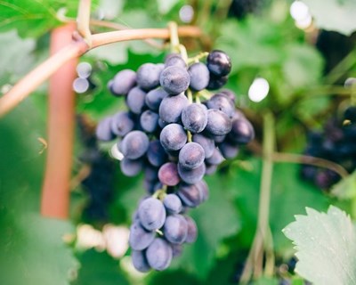 Há mecanismos de resposta para a quebra na produção de uva