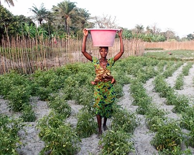 Horticultura no Norte da Guiné-Bissau