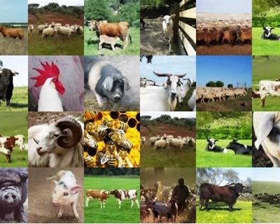 I Fórum Ibérico sobre Produção Animal Biológica chega em junho