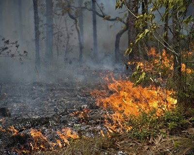 IACA asssegura entregas diárias de ração a produtores afetados por incêndios