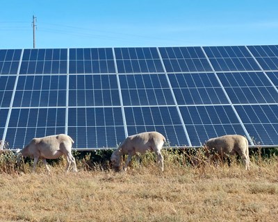 Iberdrola inicia “pasto solar” em Portugal com cerca de 300 ovelhas