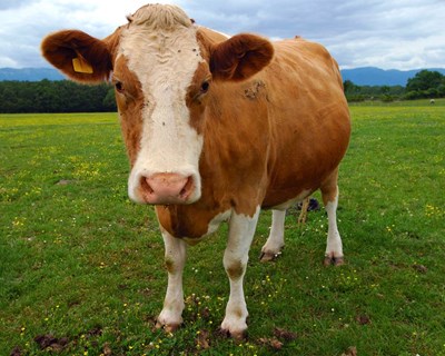 Identificar desafios da produção de bovinos de carne em Portugal e partilhar soluções através da rede BovINE