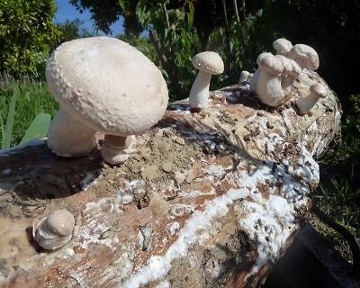 Tronco produtor de cogumelos Shiitake. Colete seus cogumelos em casa —  Plantamus Nursery online