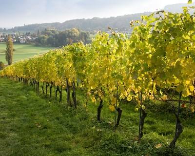 Importadores japoneses marcam presença na Região dos Vinhos Verdes