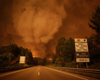 Incêndios: empresas florestais associam-se à Fundação Gulbenkian no apoio às vítimas