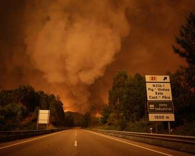 Incêndios: empresas florestais associam-se à Fundação Gulbenkian no apoio às vítimas