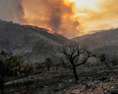 Incêndios: produtores florestais reclamam mais dinheiro na serra de Monchique
