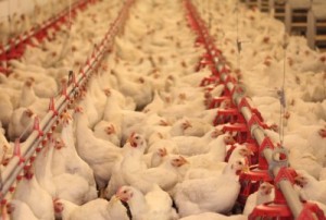 Incerteza na Ucrânia e gripe aviária na China pressionam o preço do frango no mercado internacional
