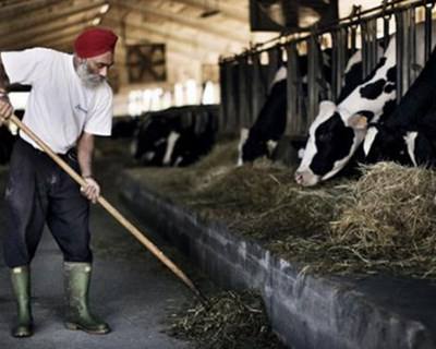Maior produtor de leite do mundo pode duplicar produção até 2027