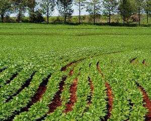 Indicadores agrícolas em Portugal melhoraram mas continuam aquém da UE (INE)