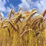 INE: Cereais de Outono/Inverno recuperam produtividade