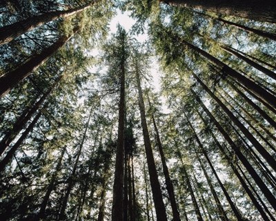 INE confirma declínio económico da floresta em 2017
