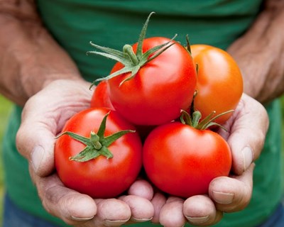 INE indica redução na área de tomate para indústria