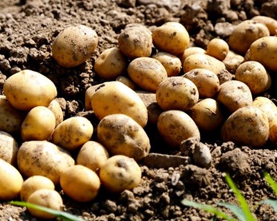 INIAV promove workshop sobre fitossanidade na cultura da batata