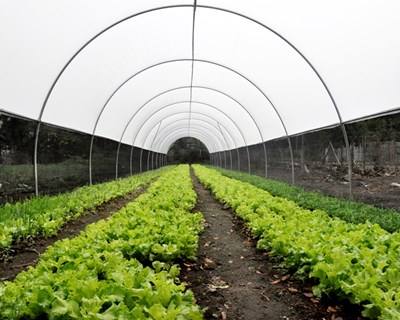 “Inovação na Agricultura” em debate na Feira de Santarém