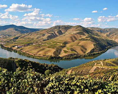 Investigação para reduzir impacto do calor e seca na vinha premiada no Douro