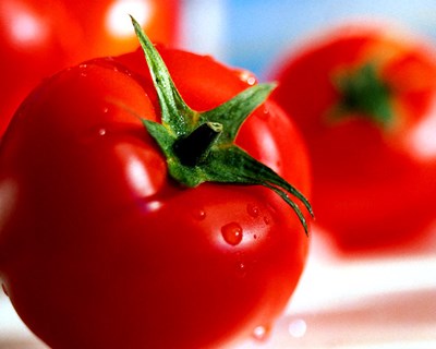 Investigadores alertam: tomates não gostam do frio