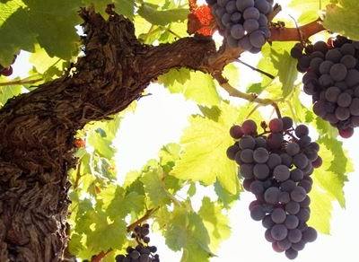IPVC afirma-se na viticultura com três projetos de investigação