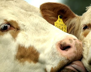 Irlanda será o primeiro país da UE a exportar carne de bovino para os EUA