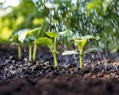ISQ cria sistema integrado de suporto a decisão para uma agricultura sustentável