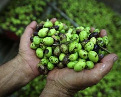 Itália: Associações celebram acordo histórico para produção de Azeite Premium