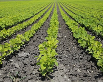 Jovens agricultores recebem novos apoios do Governo