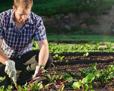 Jovens Agricultores vão ter que devolver 5.8 milhões de Fundos Comunitários