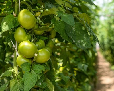 Kagome, NEC e DXAS introduzem plataforma TIC para agricultura, "CropScope", num campo de tomate, poupando água e aumentando a produtividade