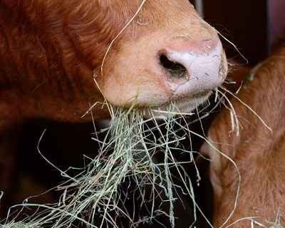 Laboratório de Veterinária da ACOS com reconhecimento oficial para diagnóstico serológico da Doença Hemorrágica Epizoótica