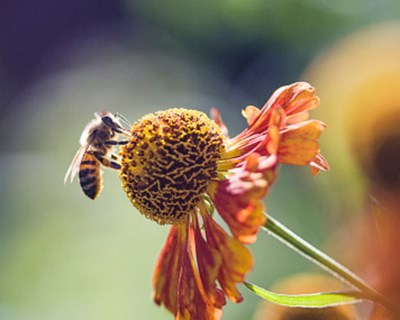 Lançada petição para travar pesticidas que matam abelhas