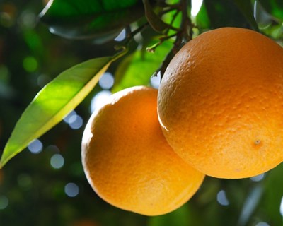 Laranja de Ermelo: entidades querem potenciar produto