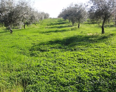 Leguminosas na gestão do solo dos olivais