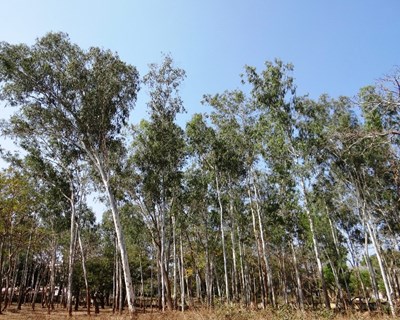 Limitação à plantação de eucalipto só em março