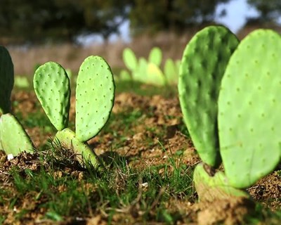 Lisboa é palco de seminário sobre “Opuntia Forrageira”