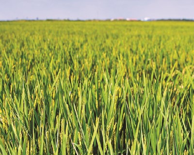 Loyant® novo herbicida da Corteva™ Agriscience para a cultura do arroz obtém autorização excecional para a campanha de 2020
