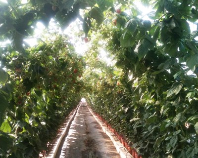 Lusomorango: a maior OP de pequenos frutos de Portugal está sediada em Odemira