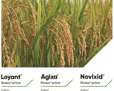 Lusosem e Corteva lançam 2 novos herbicidas para a cultura do arroz