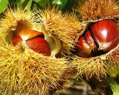 Madeira combate vespa do castanheiro até 2019