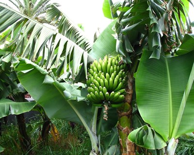 Madeira perde 15% de explorações agrícolas em oito anos