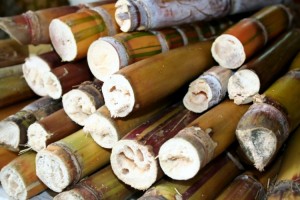 Madeira prevê produção de 6.000 toneladas de cana-de-açúcar este ano