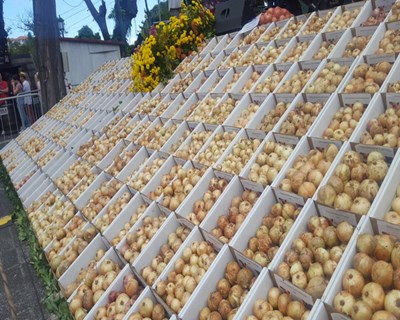 Madeira: produção de cebola deverá aumentar