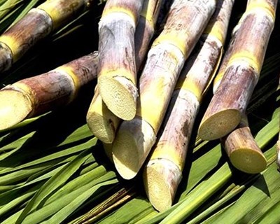 Madeira: produtores vão receber mais dinheiro por cada quilo de cana-de-açúcar