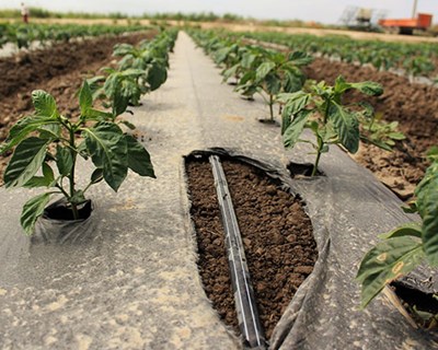 Magos Irrigation Systems leva 55 agricultores portugueses à Fruit Attraction