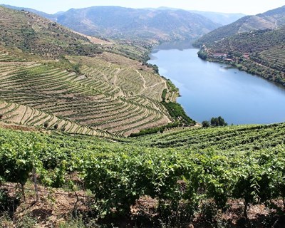 Magos Irrigation Systems organiza simpósio “Soluções para a Vinha no Douro”